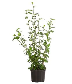 Hibiskus 'Purple Ruffles®' - Garten-Eibisch 5 Hibiskus 'Purple Ruffles®' - Garten-Eibisch -Pflanzenwelt Verkauf 7211659 WE FS 001 HibiscusSyriacusPurpleRuffelsRoseneibischHibiskus3LDehnerExpressHerzig