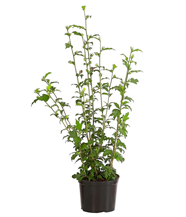 Hibiskus 'Purple Ruffles®' - Garten-Eibisch 4 Hibiskus 'Purple Ruffles®' - Garten-Eibisch – Bild 2