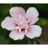 Hibiskus 'China Chiffon®' - Garten-Eibisch 1 Hibiskus 'China Chiffon®' - Garten-Eibisch -Pflanzenwelt Verkauf 7212053 PR DE 001 HibiscusHibiskusChinaChiffonPixabay