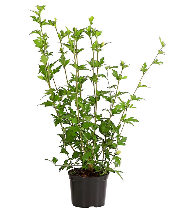 Hibiskus 'China Chiffon®' - Garten-Eibisch 4 Hibiskus 'China Chiffon®' - Garten-Eibisch – Bild 2