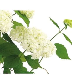 Schneeball-Hortensie 'Annabelle®' 11 Schneeball-Hortensie 'Annabelle®' -Pflanzenwelt Verkauf 7219967 PR DE 001 HydrangeaHortensieAnnabelle3LDehnerExpressHerzig