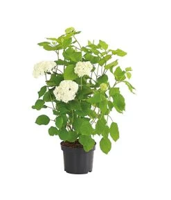 Schneeball-Hortensie 'Annabelle®' 8 Schneeball-Hortensie 'Annabelle®' -Pflanzenwelt Verkauf 7219967 PR FS 001 HydrangeaHortensieAnnabelle3LDehnerExpressHerzig
