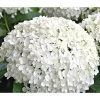 Schneeball-Hortensie 'Annabelle®' 1 Schneeball-Hortensie 'Annabelle®' -Pflanzenwelt Verkauf 7219967 WE MO 011 HydrangeaHortensieAnnabelle3L