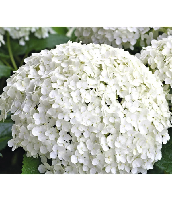 Schneeball-Hortensie 'Annabelle®' 3 Schneeball-Hortensie 'Annabelle®'