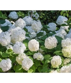 Schneeball-Hortensie 'Annabelle®' 9 Schneeball-Hortensie 'Annabelle®' -Pflanzenwelt Verkauf 7220056 PR DE 0005 HydrangeaArborescensAnnabelleRetLuckner2014