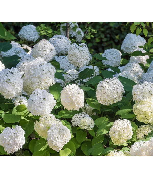 Schneeball-Hortensie 'Annabelle®' 5 Schneeball-Hortensie 'Annabelle®' – Bild 3