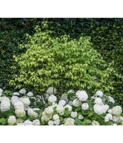 Schneeball-Hortensie 'Annabelle®' 10 Schneeball-Hortensie 'Annabelle®' -Pflanzenwelt Verkauf 7220056 PR MO 001 HydrangeaArborescensAnnabelleLuckner2014