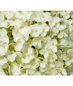 Schneeball-Hortensie 'Strong Annabelle®' 8 Schneeball-Hortensie 'Strong Annabelle®' -Pflanzenwelt Verkauf 7223886 WE DE 001 HortensieHydrangeaStrongAnabelle Pixabay