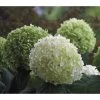 Schneeball-Hortensie 'Strong Annabelle®' 2 Schneeball-Hortensie 'Strong Annabelle®' -Pflanzenwelt Verkauf 7224090 PR FS 001 BallHortensieHydStrongAnnabelle