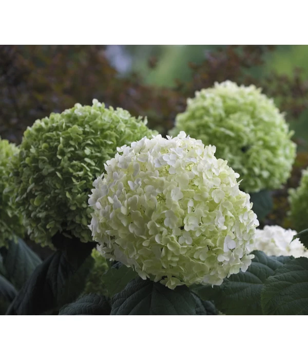Schneeball-Hortensie 'Strong Annabelle®' 3 Schneeball-Hortensie 'Strong Annabelle®'