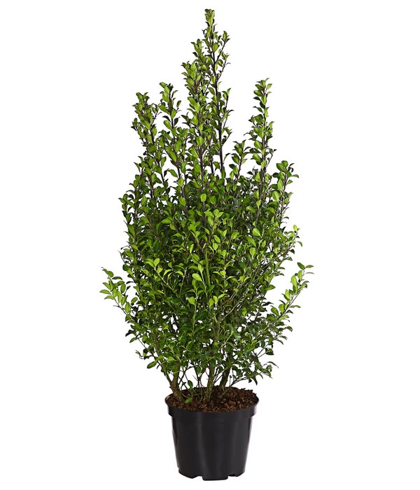 Stechpalme 'Heckenstar' 3 Stechpalme 'Heckenstar'