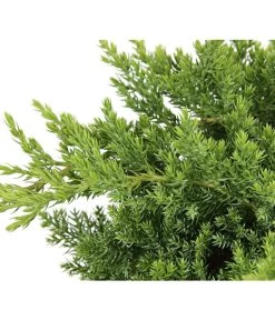 Japanischer Kriech-Wacholder 'Nana' 7 Japanischer Kriech-Wacholder 'Nana' -Pflanzenwelt Verkauf 7251705 PR DE 001 JuniperusWacholderProcumbensNana13CDehnerExpressHerzig