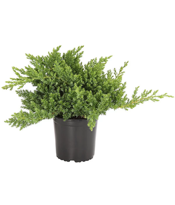 Japanischer Kriech-Wacholder 'Nana' 3 Japanischer Kriech-Wacholder 'Nana'