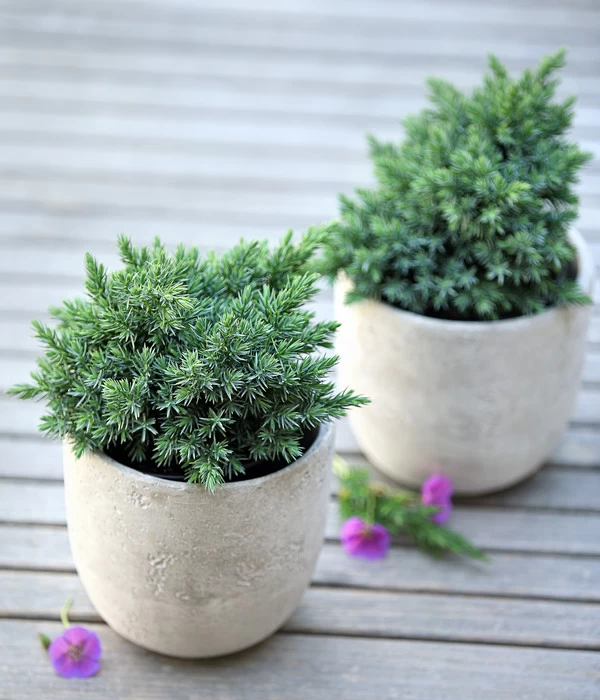 Schuppen-Wacholder 'Blue Star' 4 Schuppen-Wacholder 'Blue Star' – Bild 2