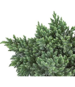 Schuppen-Wacholder 'Blue Star' 7 Schuppen-Wacholder 'Blue Star' -Pflanzenwelt Verkauf 7253826 PR DE 001 JuniperusBlueStar3LDehnerExpressHerzig