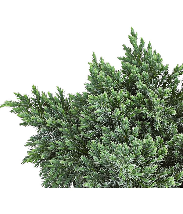 Schuppen-Wacholder 'Blue Star' 5 Schuppen-Wacholder 'Blue Star' – Bild 3