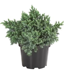 Schuppen-Wacholder 'Blue Star'