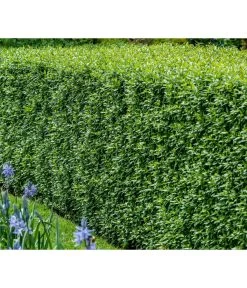 5 Meter Gemeiner Liguster, 15 X Ca. 100-150 Cm -Pflanzenwelt Verkauf 7266174 WE MO 001 Liguster