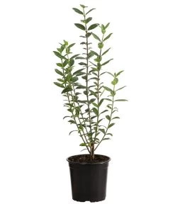 2-3 Meter Liguster, 10 X Ca. 30-35 Cm -Pflanzenwelt Verkauf 7266513 PR FS 003 LigustrumAtrovirens1MeterDehnerExpressHerzig