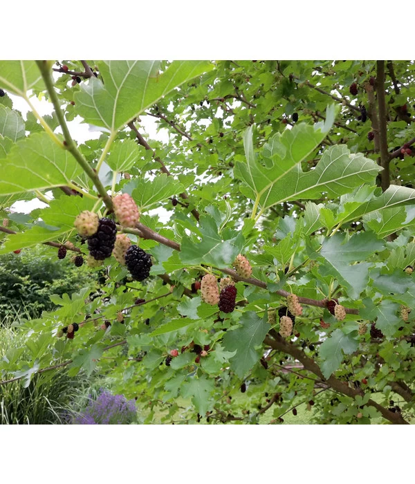 Schwarzer Maulbeerbaum 3 Schwarzer Maulbeerbaum