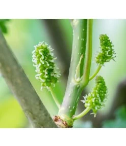 Schwarzer Maulbeerbaum 6 Schwarzer Maulbeerbaum -Pflanzenwelt Verkauf 7295439 PR DE 001 SchwarzerMaulbeerbaumMorusNigraPrivatgartenLucknerMai2017