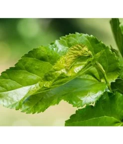 Schwarzer Maulbeerbaum 7 Schwarzer Maulbeerbaum -Pflanzenwelt Verkauf 7295439 PR DE 002 SchwarzerMaulbeerbaumMorusNigraPrivatgartenLucknerMai2017