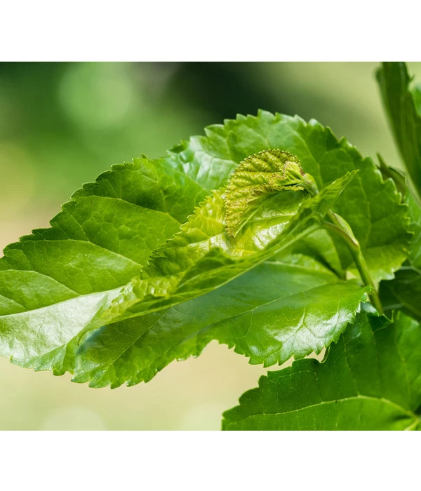 Schwarzer Maulbeerbaum 5 Schwarzer Maulbeerbaum – Bild 3