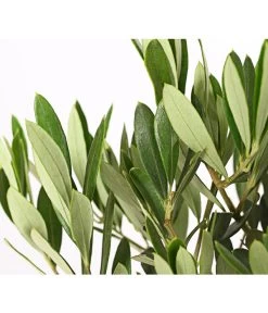 Olive, Stämmchen 12 Olive, Stämmchen -Pflanzenwelt Verkauf 7297088 WE DE 001 OleaEuropaeaT14DehnerExpressHerzig