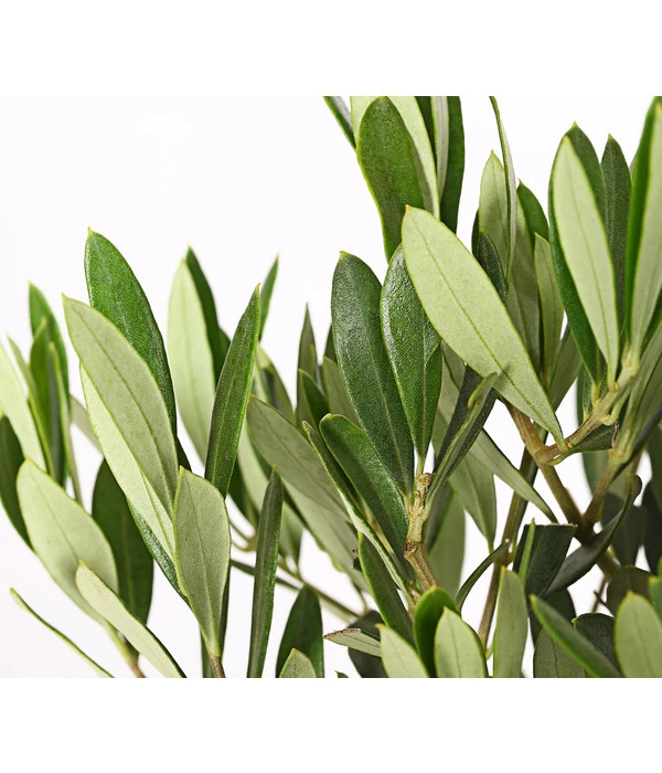 Olive, Stämmchen 7 Olive, Stämmchen – Bild 5