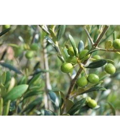 Olive, Stämmchen 13 Olive, Stämmchen -Pflanzenwelt Verkauf 7297088 WE DE 002 OliveOleaEuropaeaStamm Pixabay