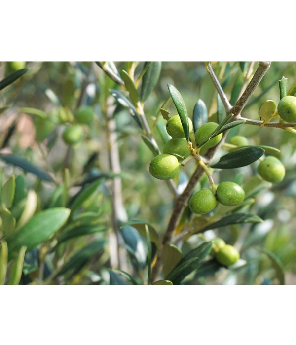 Olive, Stämmchen 8 Olive, Stämmchen – Bild 6