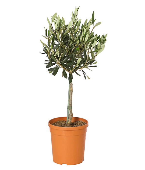 Olive, Stämmchen 3 Olive, Stämmchen