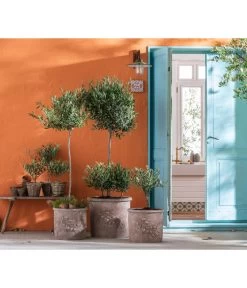 Olive, Stämmchen 10 Olive, Stämmchen -Pflanzenwelt Verkauf 7297443 7296908 7297070 7297088 7296916 7296874 WE MO 001 BestOf Olive 2022