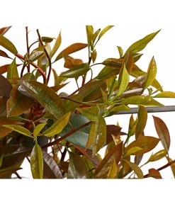 Purpur-Glanzmispel 'Red Robin', Ca. 150-160 Cm 7 Purpur-Glanzmispel 'Red Robin', Ca. 150-160 Cm -Pflanzenwelt Verkauf 7305311 WE DE 001 PhotiniaGlanzmispelRedRobin50LSpalierDehnerExpressHerzig