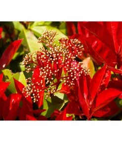 Purpur-Glanzmispel 'Glanzkopf' 6 Purpur-Glanzmispel 'Glanzkopf' -Pflanzenwelt Verkauf 7305345 WE MO 003 PhotiniaGlanzmispelGlanzkopf Pixabay