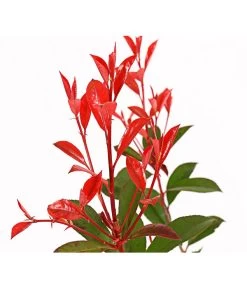 Purpur-Glanzmispel 'Glanzkopf' 7 Purpur-Glanzmispel 'Glanzkopf' -Pflanzenwelt Verkauf 7306111 WE DE 001 PhotiniaGlanzmispelGlanzkopf5LDehnerExpressHerzig