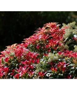 Dehner Schattenglöckchen, Japanische Lavendelheide 'Forest Flame' 5 Dehner Schattenglöckchen, Japanische Lavendelheide 'Forest Flame' -Pflanzenwelt Verkauf 7322399 BildD 001 SchattengloeckchenPierisJapForestFlame