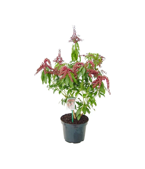 Schattenglöckchen, Japanische Lavendelheide 'Valley Valentine' 3 Schattenglöckchen, Japanische Lavendelheide 'Valley Valentine'