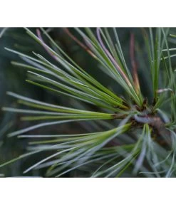 Dehner Weymouths-Kiefer 'Blue Shag' 8 Dehner Weymouths-Kiefer 'Blue Shag' -Pflanzenwelt Verkauf 7340052 PR DE 001 PinusStrobusBlueShagRet