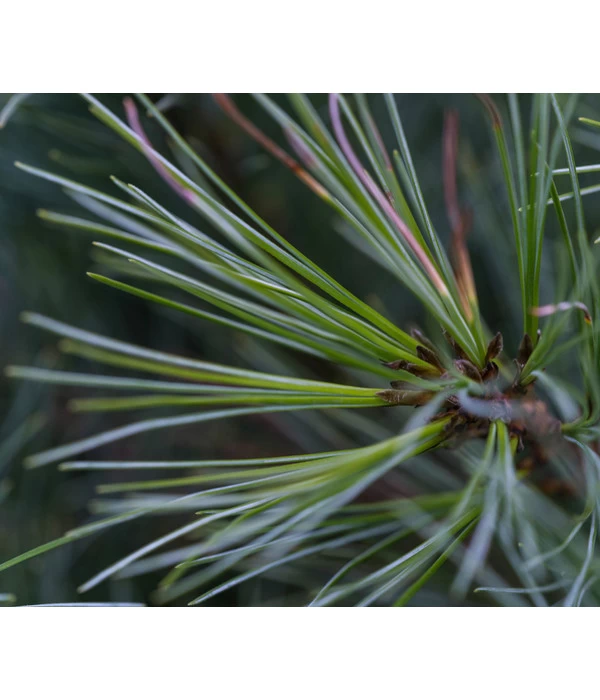 Dehner Weymouths-Kiefer 'Blue Shag' 5 Dehner Weymouths-Kiefer 'Blue Shag' – Bild 3