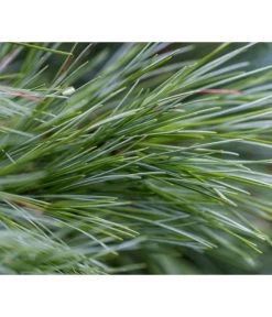 Dehner Weymouths-Kiefer 'Blue Shag' 9 Dehner Weymouths-Kiefer 'Blue Shag' -Pflanzenwelt Verkauf 7340052 PR DE 002 PinusStrobusBlueShagRet