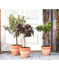 Zwergapfel 'Galina' 6 Zwergapfel 'Galina' -Pflanzenwelt Verkauf 7357239 WE MO 001 PrunCistenaAllgreen