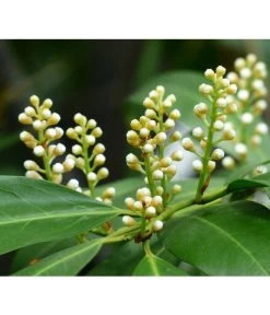 Kirschlorbeer 'Novita' 11 Kirschlorbeer 'Novita' -Pflanzenwelt Verkauf 7359706 PR DE 001 KirschlorbeerEtnaPrunLaurEtna