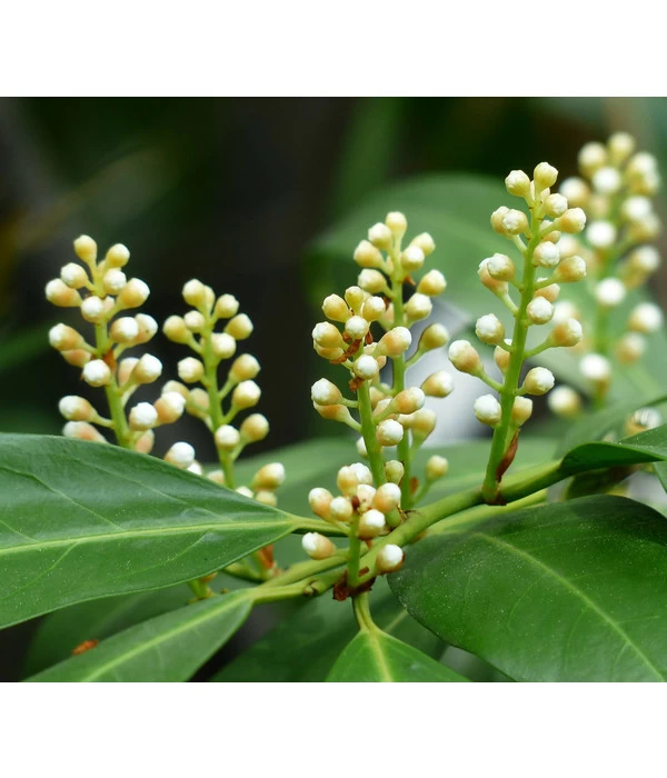 Kirschlorbeer 'Novita' 7 Kirschlorbeer 'Novita' – Bild 5