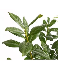 Kirschlorbeer 'Novita' 10 Kirschlorbeer 'Novita' -Pflanzenwelt Verkauf 7360068 PR DE 001 PrunusKirschlorbeerNovita12LDehnerExpressHerzig