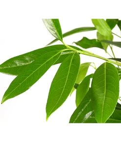 Kirschlorbeer 'Herbergii' 5 Kirschlorbeer 'Herbergii' -Pflanzenwelt Verkauf 7360316 WE DE 001 PrunusHerbergiiKirschlorbeer