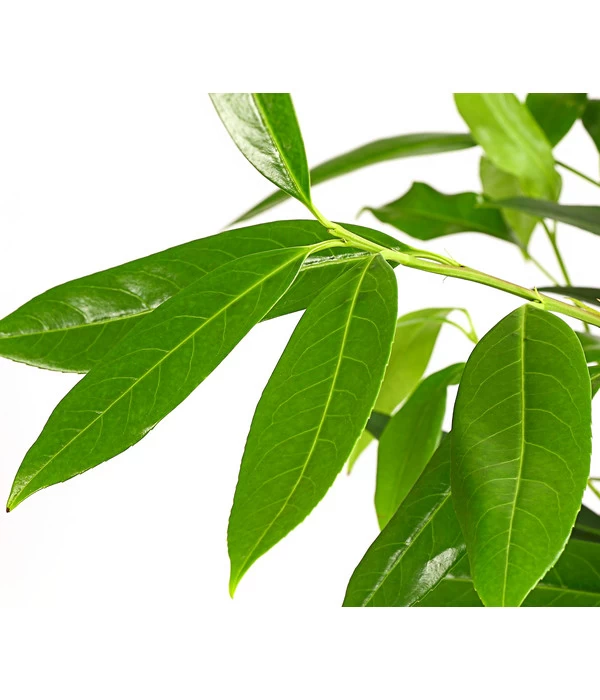 Kirschlorbeer 'Herbergii' 4 Kirschlorbeer 'Herbergii' – Bild 2