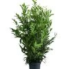 Kirschlorbeer 'Herbergii' 2 Kirschlorbeer 'Herbergii' -Pflanzenwelt Verkauf 7360340 WE FS 001 PrunusLaurocerasusHerbergiiKirschlorbeer15L