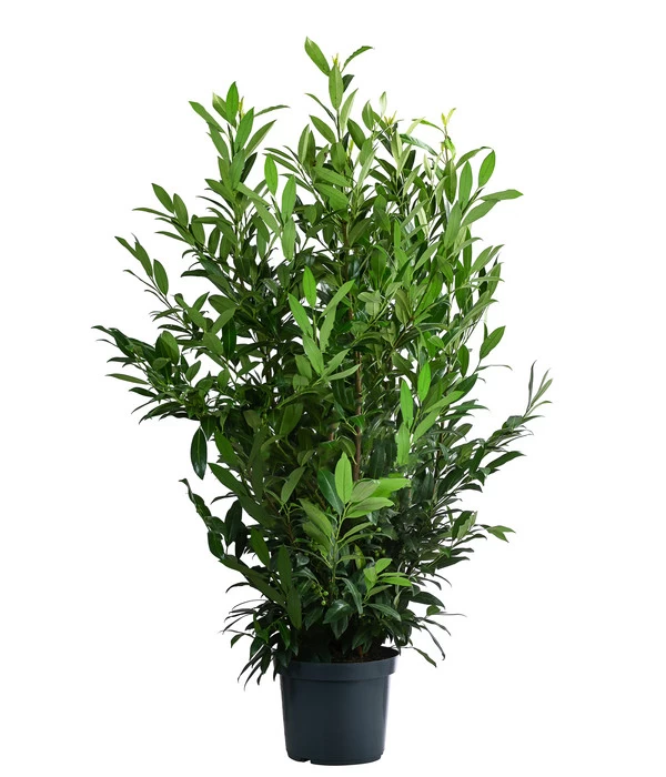 Kirschlorbeer 'Herbergii' 3 Kirschlorbeer 'Herbergii'