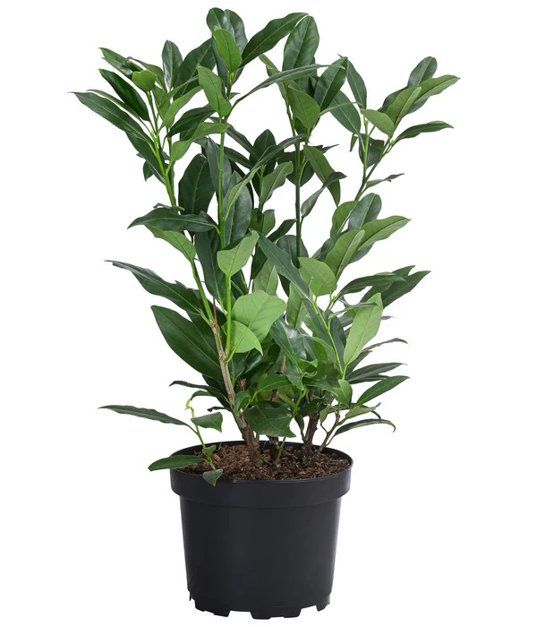 1-1,5 Meter Kirschlorbeer 'Herbergii', 5 X Ca. 60-70 Cm 4 1-1,5 Meter Kirschlorbeer 'Herbergii', 5 X Ca. 60-70 Cm – Bild 2